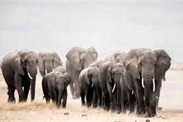 African Elephants’ Range is Just 17 Percent of What it Could be, Study Finds